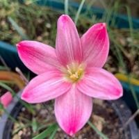 ราคา บัวดินเรไรZ.Pt.K.Rarai(ราคาต่อหัว) (20487610334)