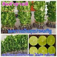 ราคา ต้นมะนาวแป้นสุขประเสริฐพันธุ์แท้ ดกเปลือกบางน้ำหอม เมล็ดน้อยทนโรคดี (29755649028)
