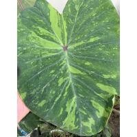 ราคา colocasia lemon lime gecko ต้นแม่รูป 1-2 (14306743637)