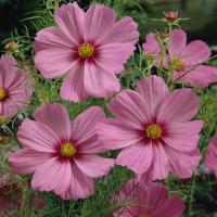 ราคา 50 เมล็ด ดอกดาวกระจายฝรั่ง ดาวกระจายฝรั่ง คอสมอส เมล็ดดอกไม้ Cosmos Seeds สายพันธุ์ Pinkie (42472917623)