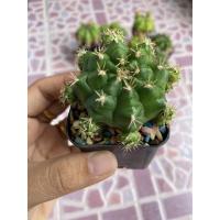 ราคา แคคตัสยิมโนแม่ลูกดกขายแบบ(ยกกระถาง)มีของแถมให้ค่ะ (10152699765)
