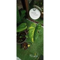 ราคา ต้นกวักพระพรหมด่างเหลือง (9669192645)