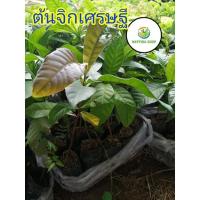 ราคา ต้นจิกเศรษฐี ต้นไม้ป่า ต้นไม้หายาก (13616464748)