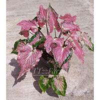 ราคา บอนสีฮกหลง 1กระถาง , ต้นบอนสีฮกหลง (11448060493)