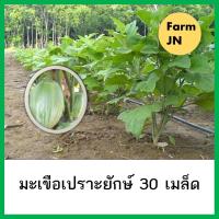 ราคา เมล็ดมะเขือเปราะยักษ์ เมล็ดผัก 5 บาท เมล็ดพันธุ์จาก FarmJN (24395653725)