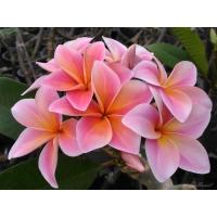 ราคา ต้นลีลาวดีสีชมพู มาดิกลาส (22013071822)