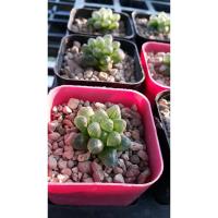 ราคา ฮาโวเทีย หยดน้ำ อเมริกา ขนาด 3 cm. (291395204)