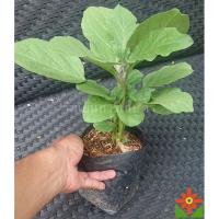 ราคา ต้นมะเขือยาว สีม่วง สีเขียว ในถุงเพาะ 5.5 นิ้ว มะเขือยาวม่วง มะเขือยาวเขียว ต้นมะเขือ (3540678798)