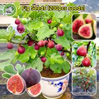 ราคา Fig Tree Seed เมล็ดมะเดื่อฝรั่ง Figs สายพันธุ์ ของแท้ 100% มะเดื่อฝรั่ง หรือ ลูกฟิก Fig Seeds เมล็ดพันธุ์ให้ผลผลิตสูง (26481460040)