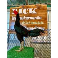 ราคา ไข่ไก่ชนพม่าง่อน ไข่เชื้อ ขายเป็นชุดเฉลี่ยฟองละ65฿“พ่อพันธุ์เจ้าเยียร์ไมก์” (26654345215)