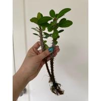 ราคา ต้น โป๊ยเซียนแบบรากงอก ##โป๊ยเซียนดอกสีแดงสด# (29980007569)