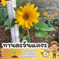 ราคา เมล็ด ทานตะวันแคระ แบ่งขาย (ซื้อ 5 แถม 1) (27757802565)