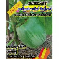 ราคา 50+ เมล็ด เมล็ดมะเขือเปราะยักษ์ พันธุ์อาชา (ปลูกง่าย ผลใหญ่ยักษ์ น้ำหนักผล 1-2 กิโลกรัมต่อผล รสชาติหวานกรอบอร่อยมาก) (27288132741)