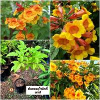 ราคา ต้นทองอุไรมิกกี้เมาส์ ทองอุไรมิกกี้เมาส์ ทองอุไร (28875846683)