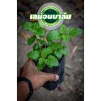 ราคา ต้นเลม่อนบาล์ม หรือ LEMON BALM กลิ่มหอมมากได้กลิ่นตอนเช้าสดชื่นมาก (18417994653)