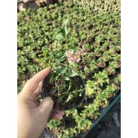 ราคา ต้นเชอรี่แคระ (ดอกสีชมพู) (23962752613)