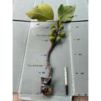 ราคา กิ่งมะเดื่อฝรั่ง ฟิกส์ พันธุ์ Horai (40501172458)