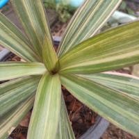 ราคา ว่านกาบหอยด่างเหลือง ไม้สมุนไพร ส่งทั้งกระถาง 4",8" (18192331238)