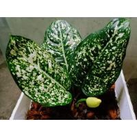 ราคา อโกลนีมา มรดกโลก ถ่ายจากต้นจริง ส่งพร้อมกระถาง (16736485283)