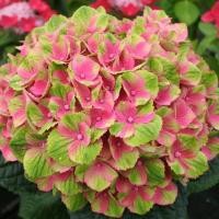ราคา 4 เมล็ด ดอกไฮเดรนเจีย ดอกสามเดือน ใช้แทนความรัก Hydrangea สายพันธุ์ Amethyst (43123787376)