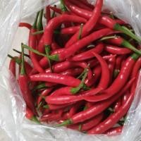 ราคา พริกสด พริกแดงจินดา 1กก.สดใหม่ทุกวัน จากสวนระบบน้ำหยด (26160899538)