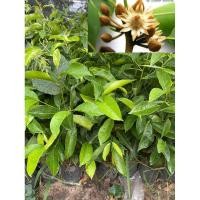 ราคา ต้นพิกุล ต้นพิกุลทอง ขนาดใหญ่ 50 เซนติเมตร (8933912161)