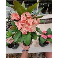 ราคา (1ต้น) มี6สีให้เลือก ดอก ต้น โป๊ยเซียน ดอกใหญ่ โป๊ยเซียนดอกใหญ่ ทษณน (19715769532)