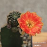 ราคา กระบองเพชร โลบิเวีย Lobivia ดอกสีส้ม-เหลือง ทูโทน รหัสดอก V2 ไม้ชุด 10 มีนาคม 64 (5381367163)