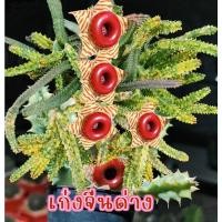 ราคา เก๋งจีนด่างดอกโดนัทสวยๆ จัดส่งทั้งกระถาง (20979043916)