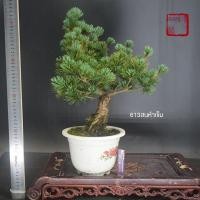ราคา ซูอี้เจียสนห้าเข็มบอนไซต่อกิ่งสนดำรากกองเก่ากระถางเก่าพร้อมกระถาง (26568613346)