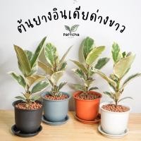 ราคา ต้นยางอินเดียด่างขาว ยางอินเดียด่างขาว ยางอินเดียด่าง ต้นยางอินเดีย ยางด่าง ต้นยางอินเดียด่าง Veriega Rubber Plant (10335637314)