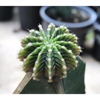 ราคา แคคตัส LB2178 แท้ Gymnocalycium mihanovichii LB2178 ‘Agua Dulce’ (32) (13113091896)