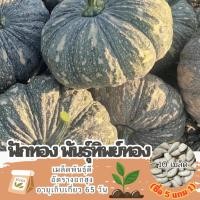 ราคา เมล็ดพันธุ์ ฟักทอง พันธุ์ทิพย์ทอง แบ่งขาย 10 เมล็ด (ซื้อ 5 แถม 1) ฟักทองลูกผสม (28804173328)