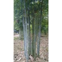 ราคา ไผ่ซางหม่นกล้าไผ่ซางหม่นชำจากกิ่งเขนงซื้อ10แถม1ทำให้รากเดินเร็วเต็มถุงพร้อมออกหน่อพร้อมปลูกลำแข็งแกร่งหน่ออร่อย (21418736596)