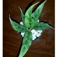 ราคา ✔ต้นว่านเขียวหมื่นปีกาญจนา✔ ไม้มงคล ฟอกอากาศ (4841312593)