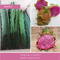 ราคา แก้วมังกร Asunta 4 ,แก้วมังกร Asunta 4 Dragon Fruit , กิ่งพันธุ์แก้วมังกร Asunta 4 (15458699836)