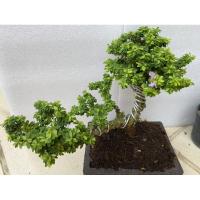 ราคา ต้นหลินซาน(บอนไซ) ม่วงเจริญ กระถาง 9 นิ้ว (3661823145)