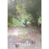 ราคา ต้นรวงผึ้ง สูง150 c.m. ขึ้นไป ไม่ต้องรอลุ้นพร้อมปลูกลงดิน ดอกเยอะมีกลิ่นหอม ต้นไม้ประจำในหลวงรัชกาลที่ 10 (28157502379)