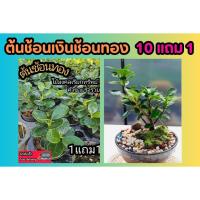 ราคา ต้นช้อนเงินช้อนทอง .ต้นไม้มงคล เรียกทรัพย์ บอนไซ จัดสวน แต่งบ้าน ดินปุ๋ย กระถาง ฟอกอากาศ ไม้ดัด ไม้สายมู ไม้ใบ ฮวงจุ้ย (23264383157)