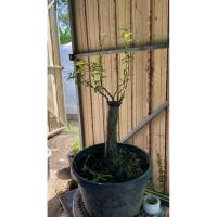 ราคา โมกหนูลา เสียบยอดตอโมกลา (บอนไซ) (44474206631)