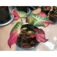 ราคา ชายชล บอนสีชายชลบอนสีชายชล ต้นเล็กสีสดใส กัดสีตั้งแต่เล็ก (10749404042)