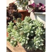 ราคา ไม้อวบน้ำ/กุหลาบหิน graptopetalum macdougallii กระถาง 2 นิ้ว ราคา 40 บาท #ไม้อวบน้ำ #กุหลาบหิน #succulent (8414112115)