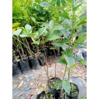 ราคา ต้นข่อยดำ หรือต้นดังหวาย ส่งฟรี (29383766571)
