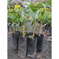 ราคา ต้นกล้าหวายหนามขาวภูพานขายเป็นชุด 10 ถุง 160 บาท (17005340207)