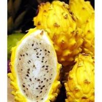 ราคา แก้วมังกรสีเหลือง โคลัมเบีย เมล็ด OP (Yellow dragon fruit from Colombia OP) (1189083011)
