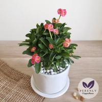 ราคา ต้นโป๊ยเซียนแคระ ฟอร์มพุ่มสวย ใบและดอกมินิ ส่งพร้อมกระถางดำ3นิ้ว (4561726802)