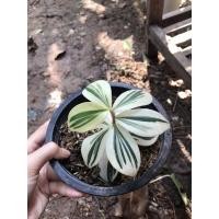 ราคา ต้น เอื้องหมายนาด่าง (11435088261)