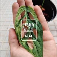 ราคา พลูฉลุอินโดด่าง ต้นไม้ด่าง ไม้ใบ ใบมีรู พลูฉลุด่าง เลือกต้นที่ต้องการได้ (18557543475)