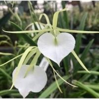 ราคา กล้วยไม้เจ้าหญิงรัตติกาล1ต้น3-4กิ่งพันธุ์ หายาก ไม้ดอก ประดับ (17196914488)