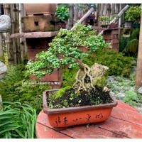 ราคา เพรมน่าไต้หวัน (Premna Taiwan) (14395239403)